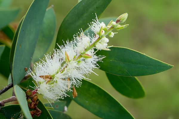 A close-up of a blooming tea tree plant branch with fluffy white flowers and long green leaves. Tea tree is a popular natural ingredient often found in the best shampoo for men due to its scalp-cleansing and anti-dandruff properties.