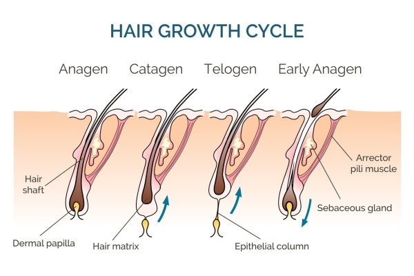 Illustration of the hair growth cycle showing four stages: Anagen, Catagen, Telogen, and Early Anagen, with labels identifying the dermal papilla, hair matrix, epithelial column, sebaceous gland, and arrector pili muscle.